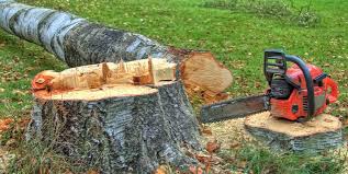 Best Tree Preservation Services  in Essex, MD