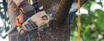 How Our Tree Care Process Works  in  Essex, MD