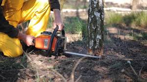 Best Firewood Processing and Delivery  in Essex, MD