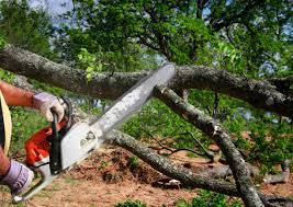 Best Storm Damage Tree Cleanup  in Essex, MD