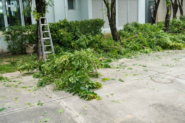 Best Tree Risk Assessment  in Essex, MD