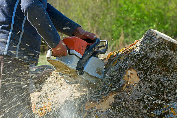 Best Tree Mulching  in Essex, MD