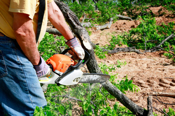 Best Tree Removal  in Essex, MD